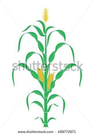 corn stalk silhouette clipart free 20 free Cliparts | Download images on Clipground 2024