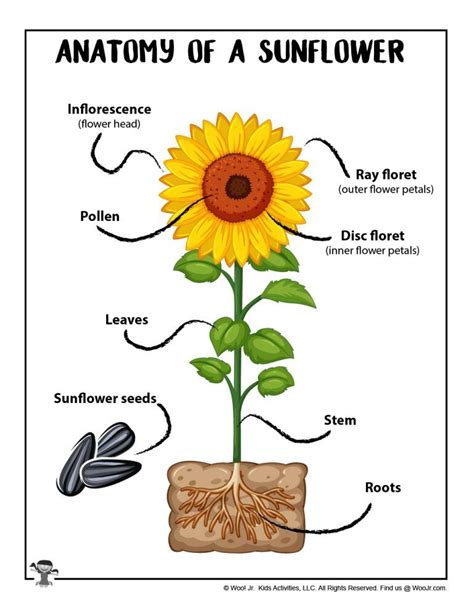 Anatomy of a Sunflower Free Printable | Woo! Jr. Kids Activities : Children's Publishing ...