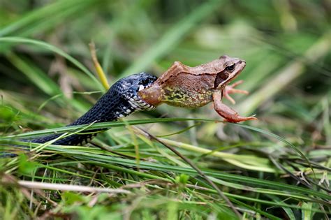 Frog Found Clinging to Door Frame While in Snake's Mouth - Newsweek