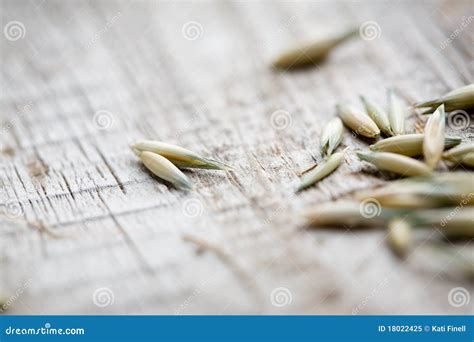 Oat seeds stock image. Image of produce, breakfast, agriculture - 18022425