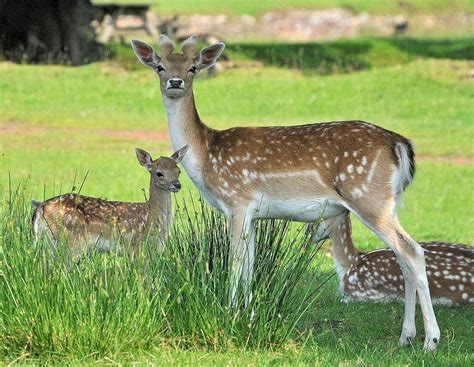 Fallow Deer and fawn | Fallow deer, Deer, Mother and baby animals