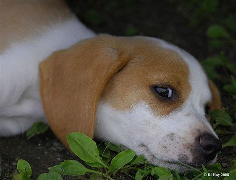 33 best Lemon beagle images on Pinterest | Beagle puppy, Doggies and Beagle