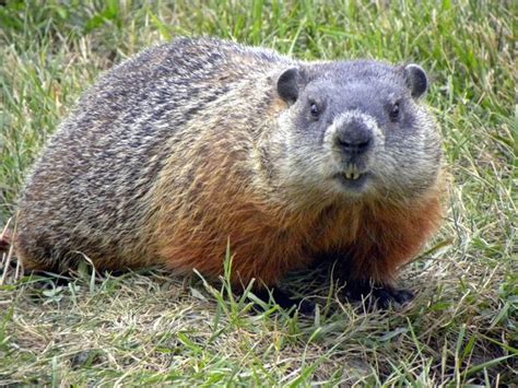 Hinterland Who's Who - Woodchuck...Facts | Cute rodents, Creatures design, Animals wild