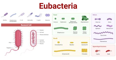 Eubacteria- Definition, Characteristics, Structure, Types, Examples