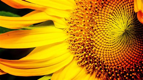 🔥 Free download Sunflower 4k Ultra HD Wallpaper by Jim Lukach [3840x2160] for your Desktop ...