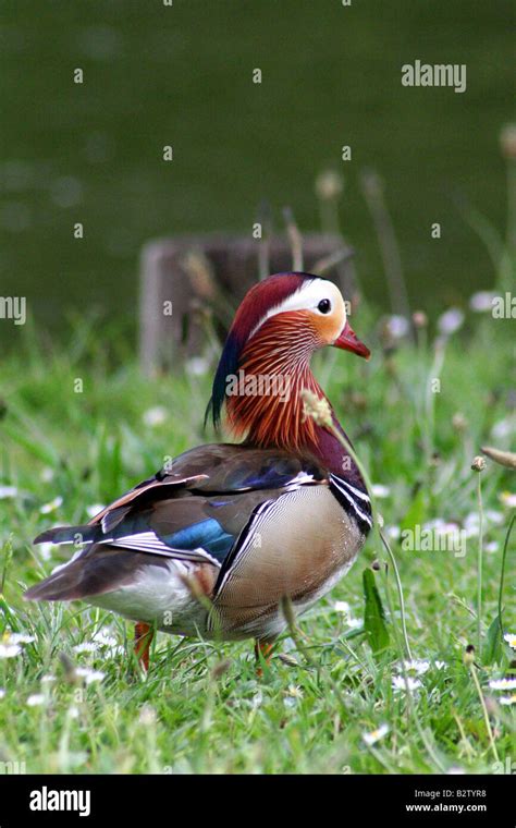 A brightly coloured duck Stock Photo - Alamy