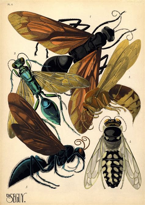 BibliOdyssey: Pochoir Insects