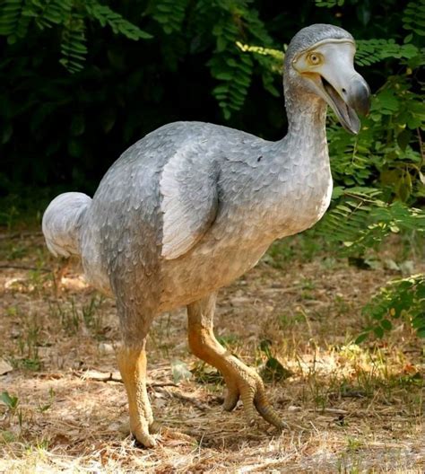 Stilian Doraci on LinkedIn: Meet the Dodo bird (Raphus cucullatus) an ...