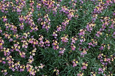 Erysimum (Wallflower) – A to Z Flowers