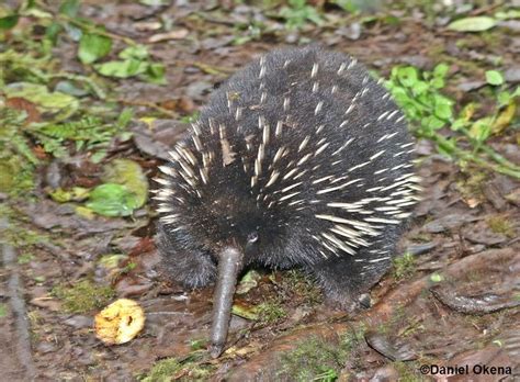 Eastern long beaked echidna | Funny animal videos, Weird mammals, Cute animal videos