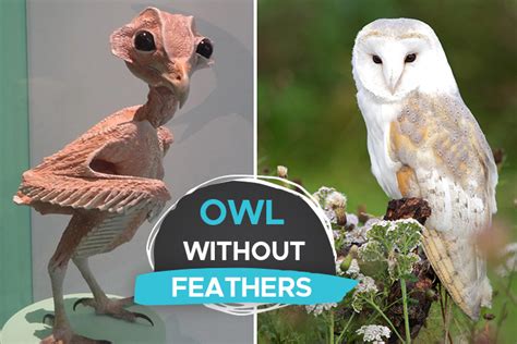 The Owl Without Feathers [a Strange but Fascinating Featherless Creature] - Birdwatching Buzz