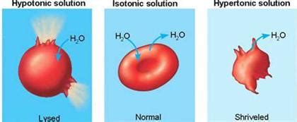 Explain why the hypotonic blood cell bursts, the | Chegg.com