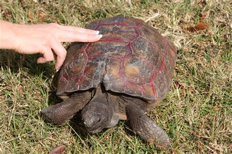 File:Gopher tortoise in Punta Gorda, Florida.jpg - Wikipedia, the free encyclopedia