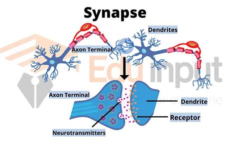 What is Synapse? - Parts, Types, and Mechanism