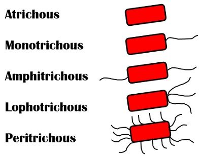 What is Staining? Definition, Objectives, Mechanism & Types - Biology Reader