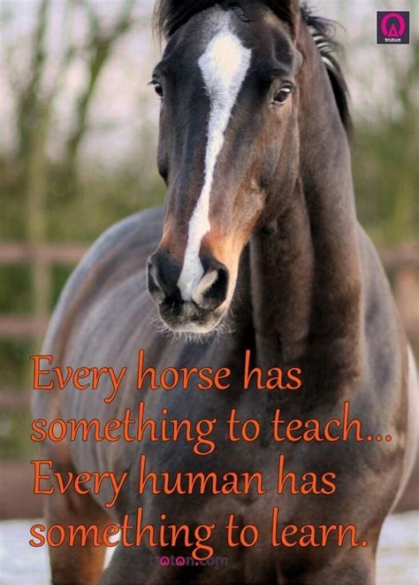 Every horse has something to teach... | Horse quotes, Horses, Horse ...