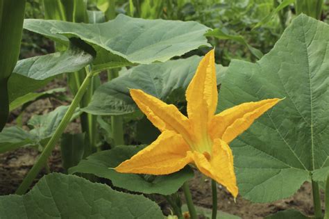 Pumpkin Vine Flowering - How Can You Tell If Your Pumpkins Got ...