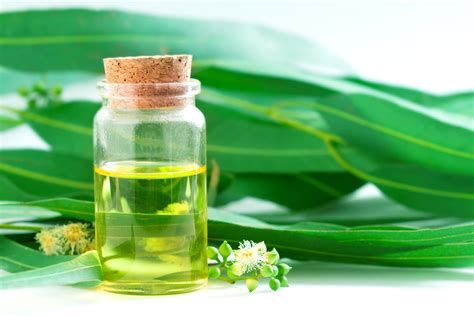 Top Health Benefits Of Eucalyptus Oil – NaturalON - Natural Health News ...