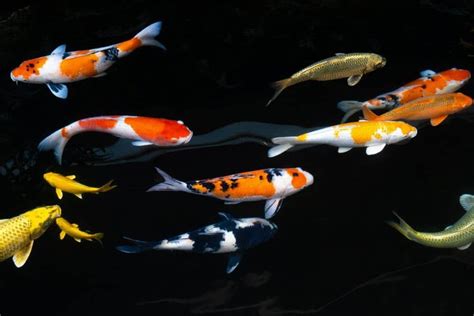 Most Koi Fish aren't Completely Black, But a Blend of Colors