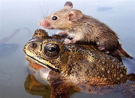 Unlikely animal friends - Mirror Online