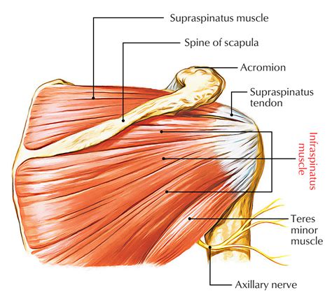 Infraspinatus Muscle Attachments Actions Innervation