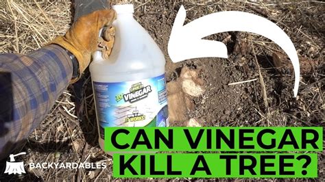 Can Vinegar Kill A Tree? - YouTube