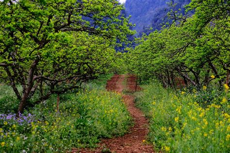 Forest Vietnam Mountain Way - Free photo on Pixabay - Pixabay