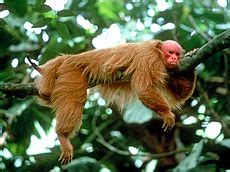 Bald Uakari Facts, Bald Uakari Pictures | Uakari, Primates, Endangered animals