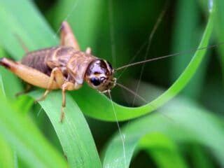 Are Camel Crickets Dangerous? Risks of Cave and Spider Crickets at Home 🪰 The Buginator