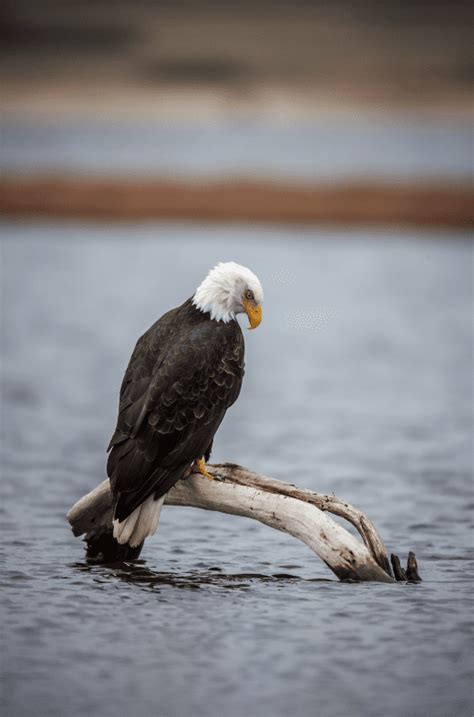 The Bald Eagle - Animal Corner