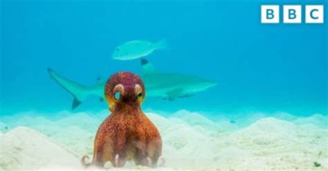 Spy Octopus Camera Gets Hug From Real Octopus in Wildlife Documentary | Flipboard