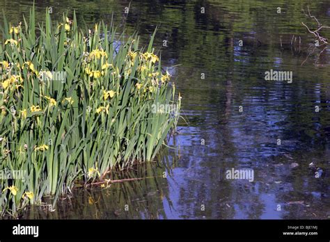 water plants on a river bank Stock Photo - Alamy