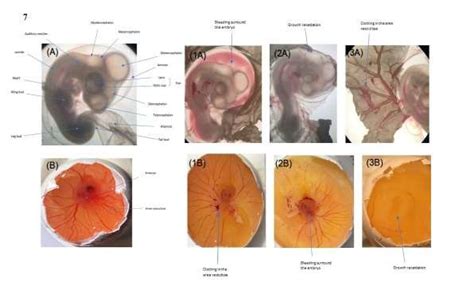 Morphology of chick embryo at day 5. (A) Under the dissecting... | Download Scientific Diagram