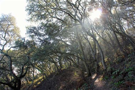 Exploring Angel Island's Best Hiking Trails - Northern California ...