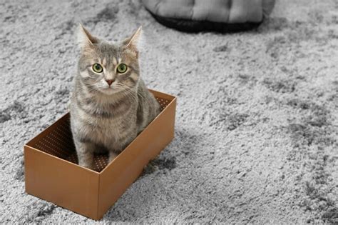 Premium Photo | Cute cat in cardboard box