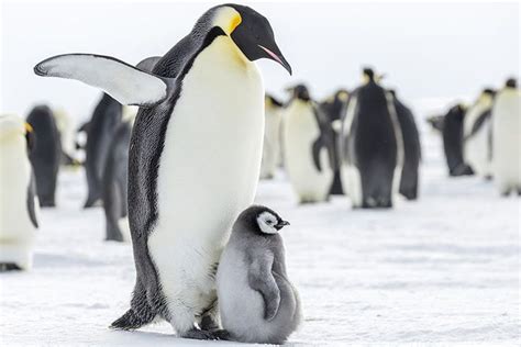 Emperor Penguin - Animal Facts for Kids - Characteristics & Pictures