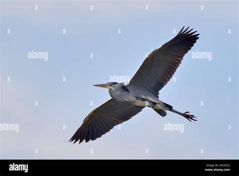 Bird wings in slow motion hi-res stock photography and images - Alamy