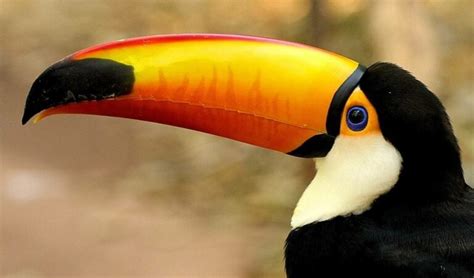 Les oiseaux : des espèces à découvrir en Colombie - La faune et la flore de la Colombie