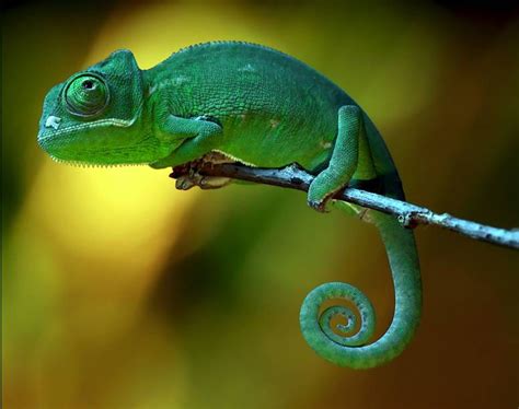 Pin by Peyun K on Chameleon | Green animals, Animals, Animal drawings