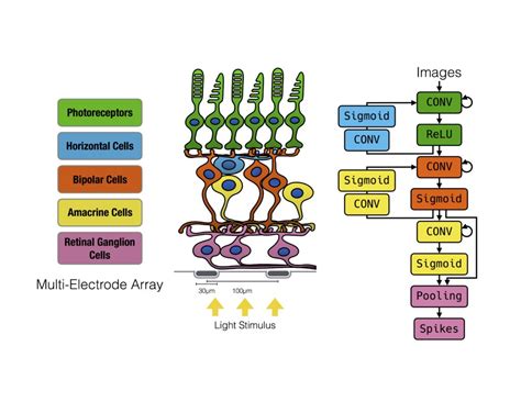 Neuromorphic Computing – Computational Biology Lab (DLab)