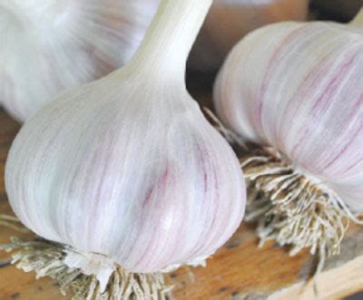 Our 5 Favorite Garlic Varieties to Grow - Mother Earth Living