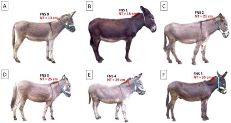 Animals | Free Full-Text | Characteristics of the Donkey’s Dorsal ...