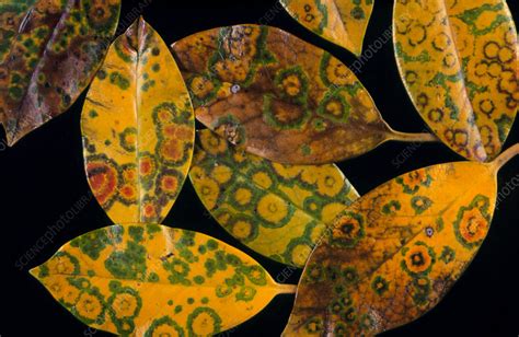 Leaf mottling caused by plant virus - Stock Image - B280/0002 - Science Photo Library