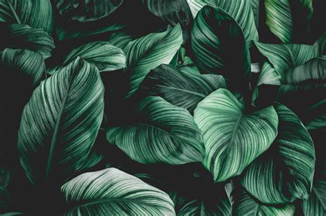 Tropical Leaf Background Stock Photo - Download Image Now - iStock