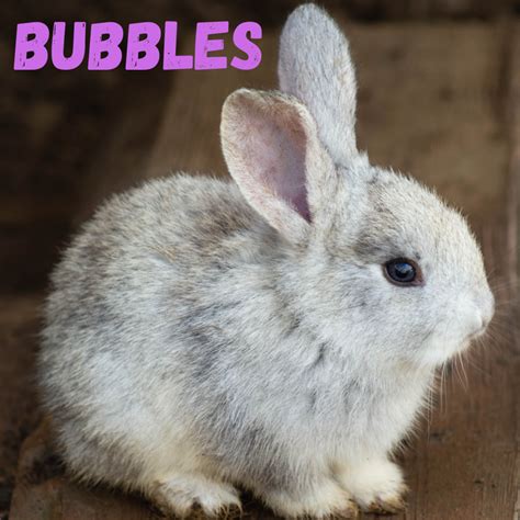 250+ Names for Rabbits - PetHelpful