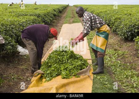 Tea plantation, Kericho, Kenya Stock Photo - Alamy