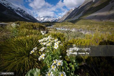 607 New Zealand Alpine Plants Stock Photos, High-Res Pictures, and Images - Getty Images