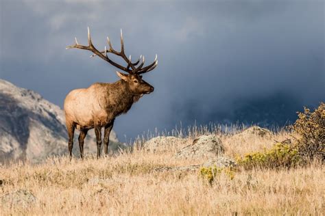 November Elk Hunting in Colorado • Primal Pioneer