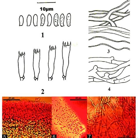 Camera lucida drawing of basidiospores (1), basidia (2), dimitic hyphal... | Download Scientific ...