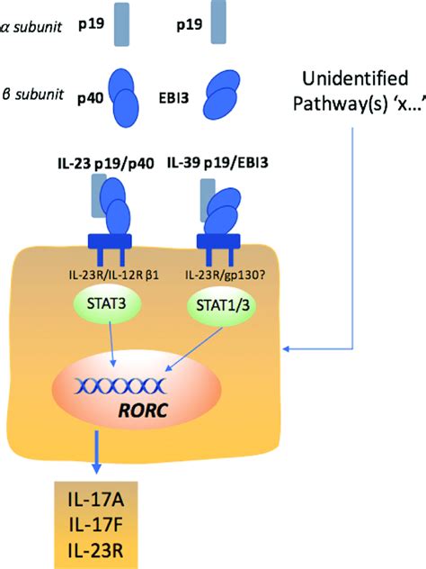 Potential cytokine pathways driving IL-17 responses in ...